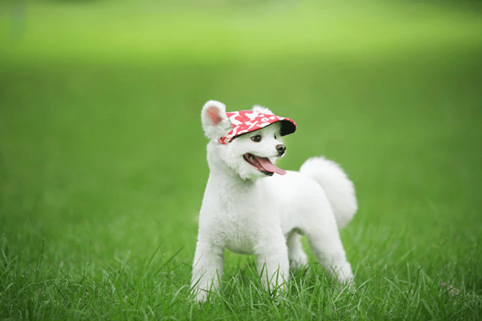 ShadePaw™ - Houd je huisdier koel deze zomer!